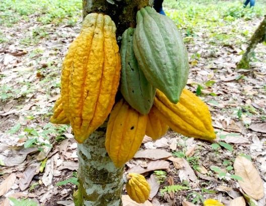 Trinitario Cacao - why we grow it on our family cacao farm in Cameroon.