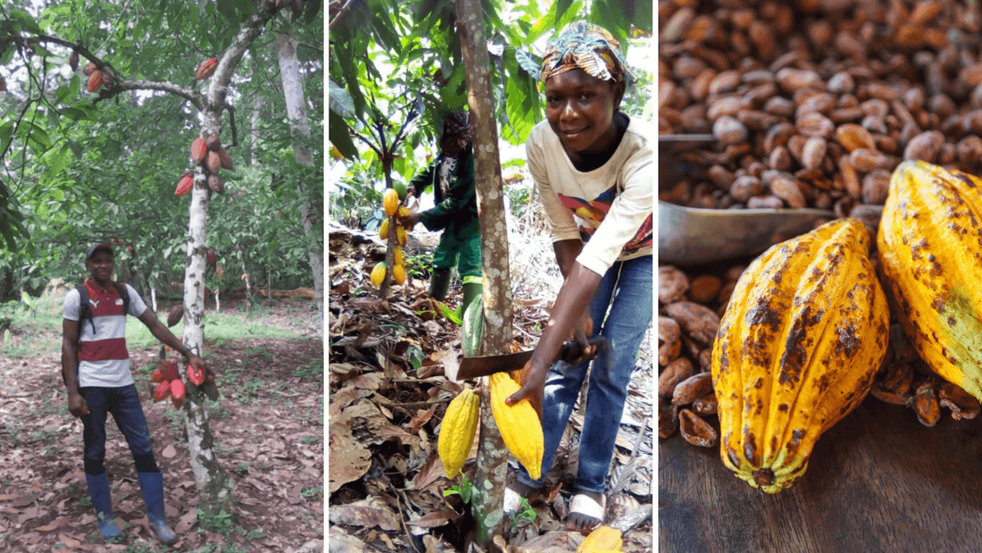Climate Change and Chocolate: How Modern Science Can Make Cacao Farms More Sustainable - Bibamba Artisan Chocolate