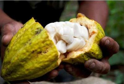 How to Make White Wine out of Cacao Fruit in 7 Steps - Bibamba Artisan Chocolate