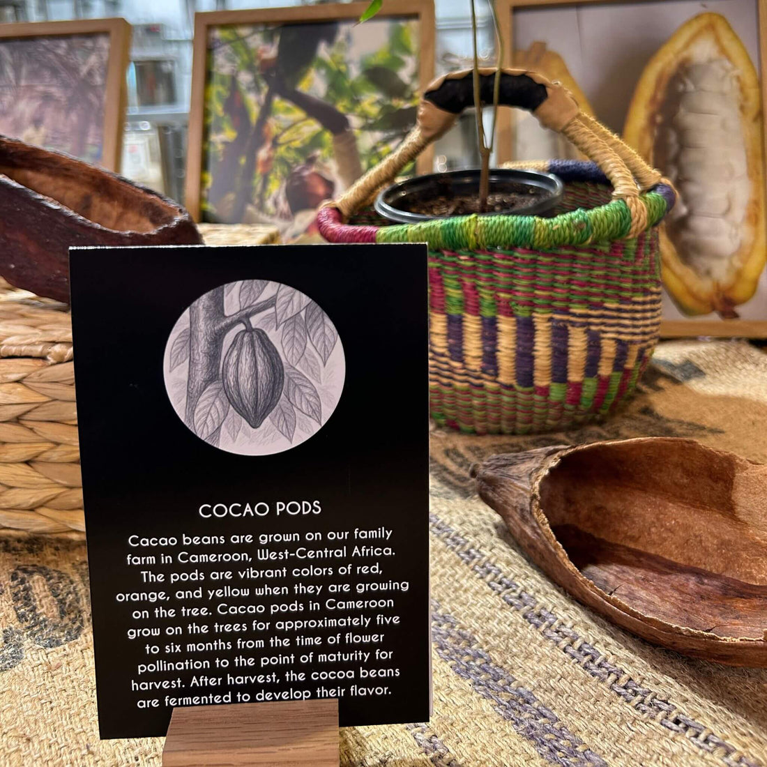 Chocolate Factory Tour & Guided Tasting