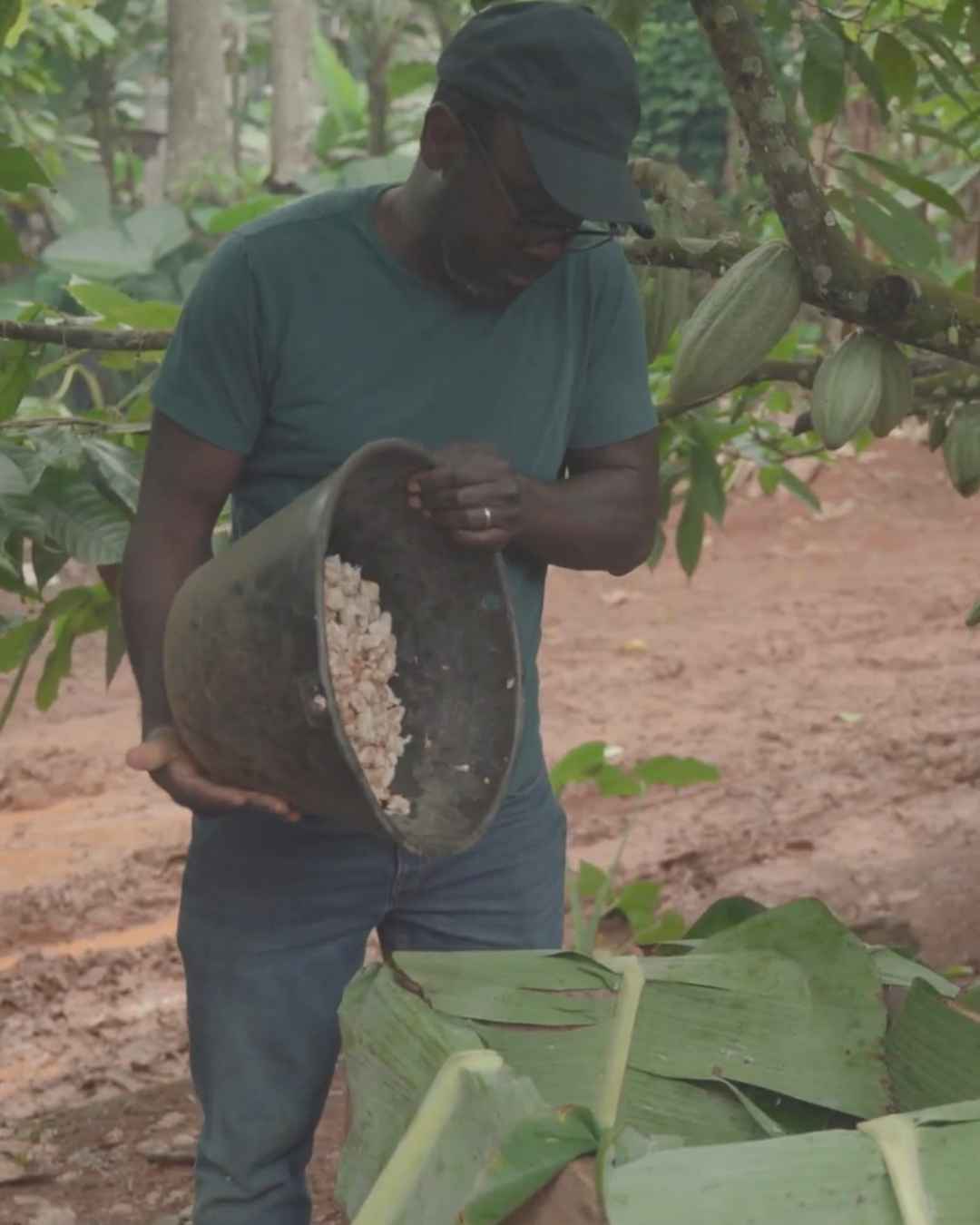 Patrick Tcheunou fermenting cacao on Bibamba's family farm in Cameroon