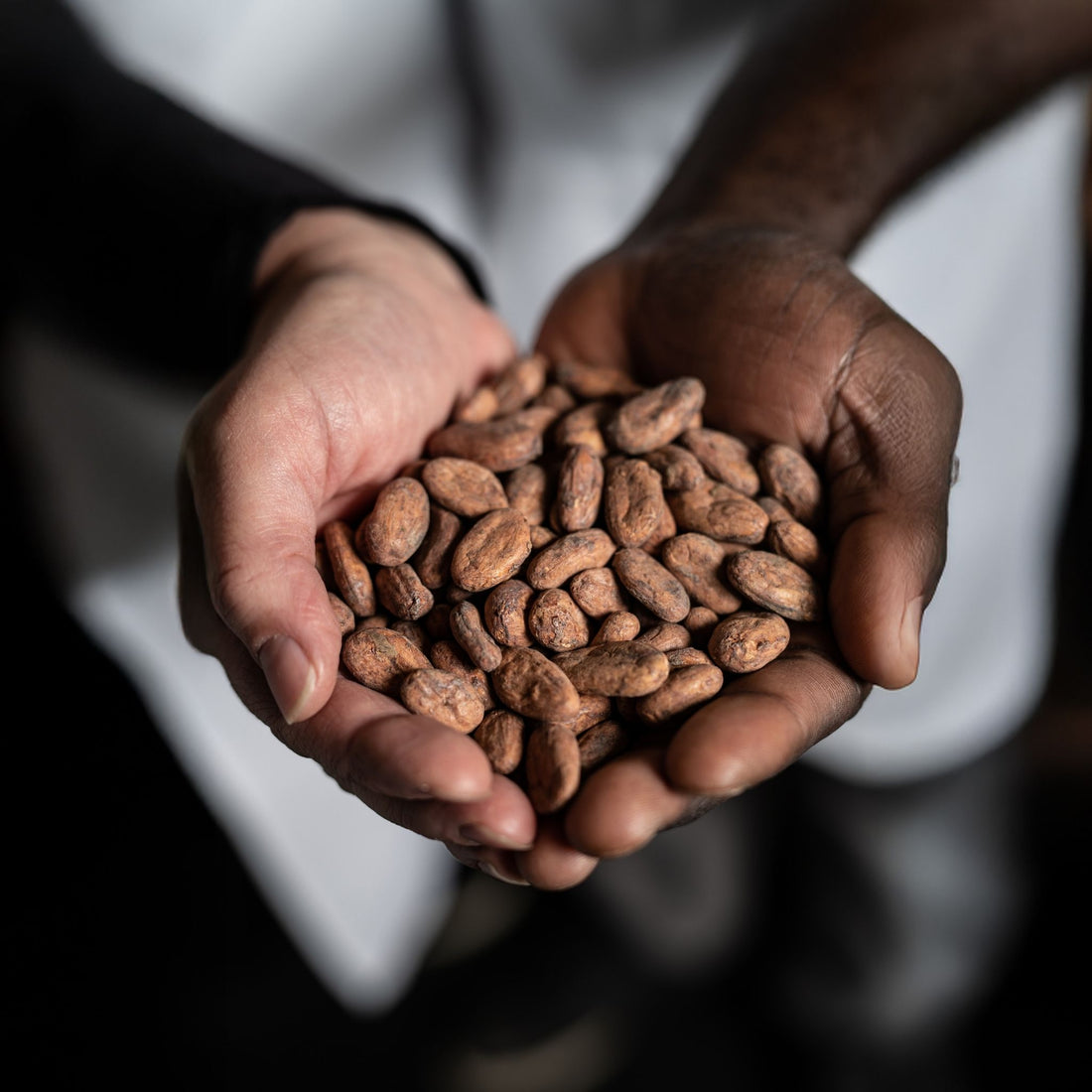 Two hands holding a handful of cocoa beans against a blurred background